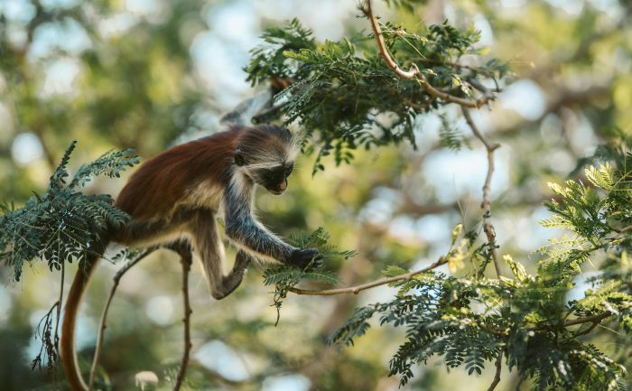 Endemic Zanzibar red colobus monkey reaching for leaves in a Jozani Forest tree