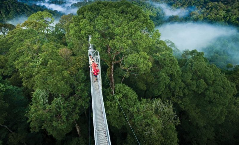 Canopy walkway 60 meters above the rainforest in Ulu Temburong National Park, Brunei