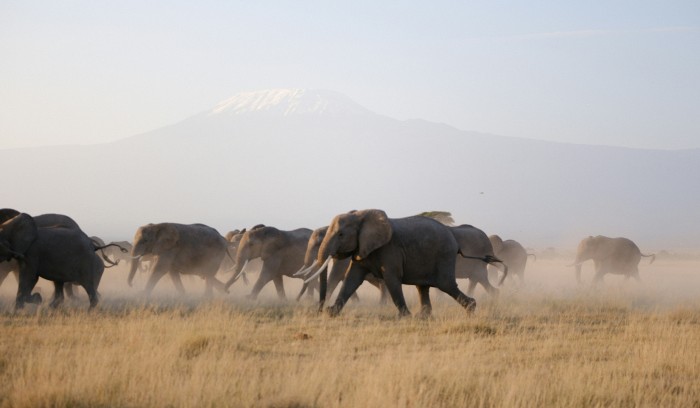 Elephant herd with Mount Kilimanjaro in the background on a private Amboseli safari from Nairobi