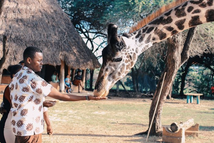 Rothschild's giraffe at the Giraffe Centre on a private Nairobi city tour