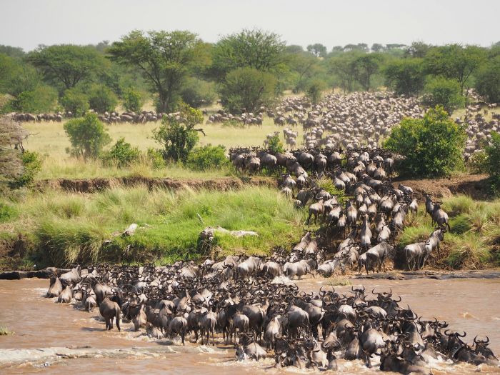Wildebeest herd crossing the Mara River during the Great Migration in the northern Serengeti, Tanzania