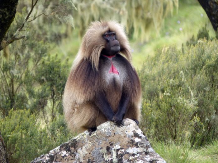Gelada baboons grazing on the escarpment edge of the Simien Mountains National Park, Ethiopia