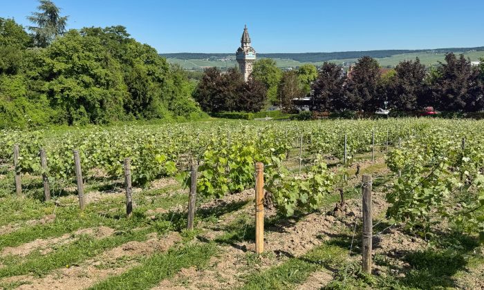 Vineyards on the hills around Épernay in the Champagne region, a day trip from Paris
